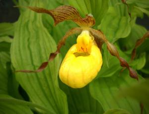 Competition entry: Yellow Ladyslipper #4