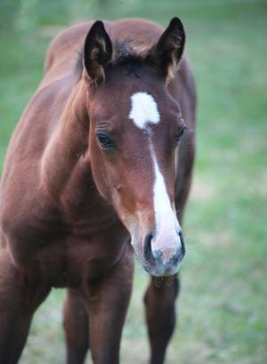 Competition entry: ScenicView Foal