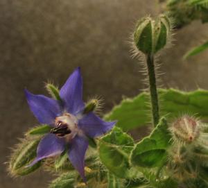 Competition entry: Blue Borage