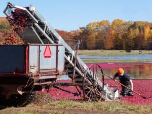 Competition entry: Cranberry Harvest
