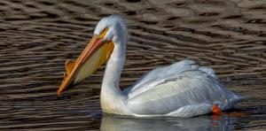 Competition entry: American White Pelican 
