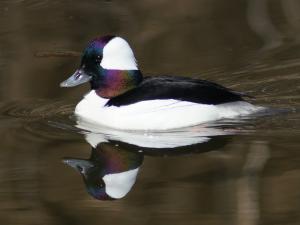 Competition entry: Bufflehead