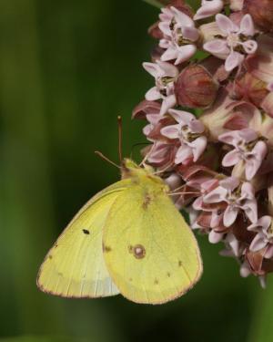 Competition entry: Clouded Sulphur on Milkweed