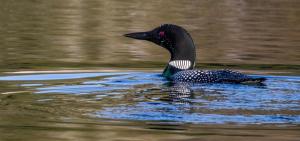 Competition entry: Common Loon