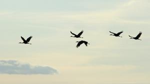 Competition entry: Flight Of Sandhill Cranes As The Sun Sets