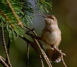 Competition entry: Hummingbird in a Spruce Tree