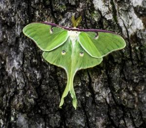 Competition entry: Luna Moth
