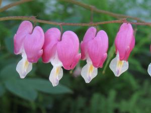 Competition entry: Bleeding Hearts