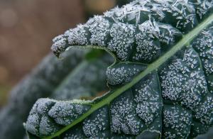 Competition entry: Frosty Kale