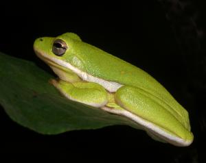Competition entry: Green Treefrog