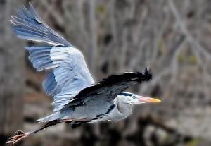 Competition entry: Blue Heron Wings