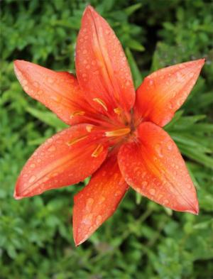 Competition entry: Orange daylily