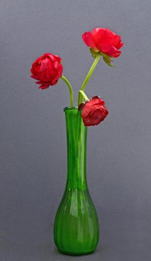 Competition entry: Three ranunculus #3