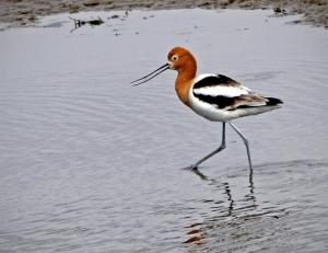 Competition entry: Avocet