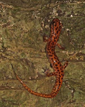 Competition entry: Cave Salamander on Cliff Wall