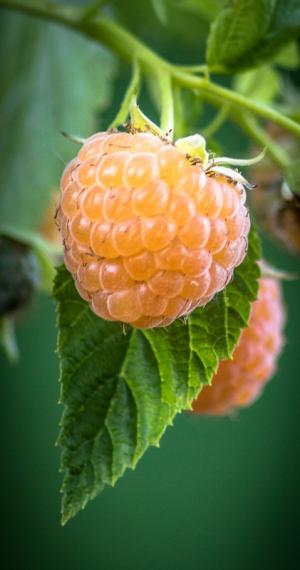 Competition entry: Golden Raspberry