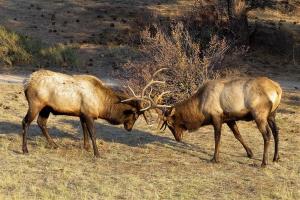 Competition entry: Dueling Elks