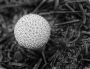 Competition entry: Puffball Mushroom