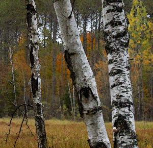 Competition entry: The Birches