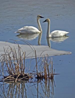 Competition entry: Two Swans
