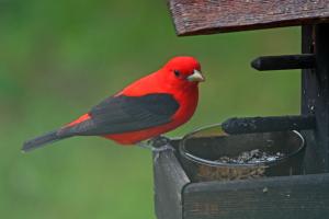 Competition entry: Scarlet Tanager