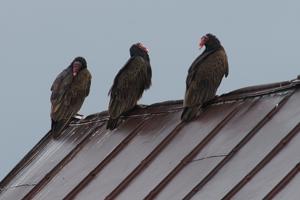 Competition entry: Vultures on Rooftop
