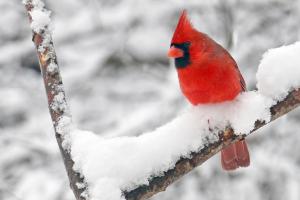 Competition entry: Cardinal in Snow