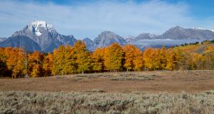 Competition entry: Fall in the Tetons
