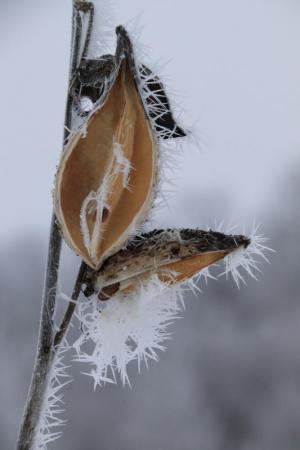 Competition entry: Frosty Milkweed