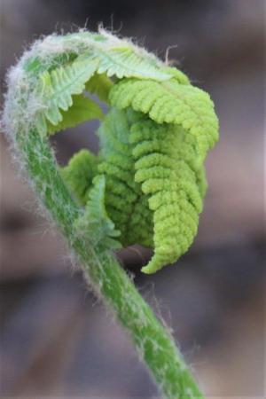 Competition entry: Fuzzy Fern
