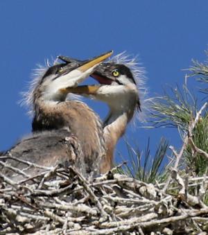 Competition entry: Great Blue Heron Sibling Fun