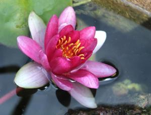 Competition entry: Pink Water Lily