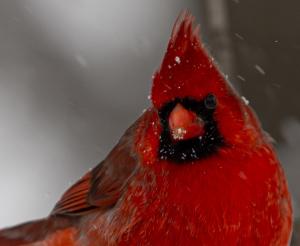 Competition entry: Snow Cardinal