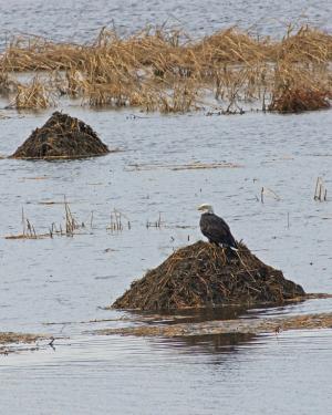 Competition entry: Bald Eagle on Muskrat Hut