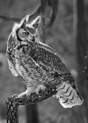 Competition entry: Great Horned Owl