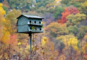 Competition entry: Bird House in Fall