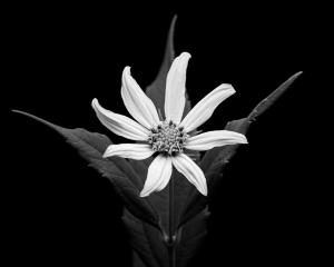 Competition entry: B&W Flower