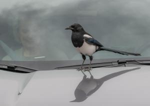 Competition entry: Cindy and the Elusive Magpie