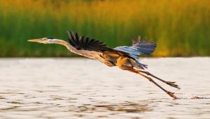 Competition entry: Great Blue Heron Taking Off