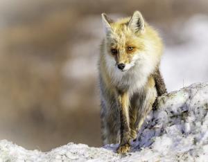 Red Fox in Nome, Alaska