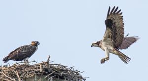 Competition entry: Osprey Returning To Nest & Chick