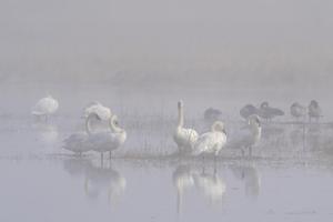Trumpeter swans in the early morning fog