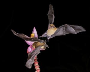 Orange Nectar bats fighting over nectar in a Bannana flower