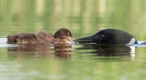 A Common loon mom feeding her baby