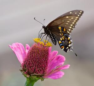 Competition entry: Black Swallowtail on Zinnia