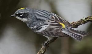Competition entry: Yellow-rumped Warbler