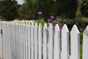 White picket fence closeup with purple flowers over part.