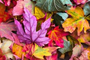 A pile of colorful leaves.