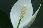 Competition entry: Peace Lily #3