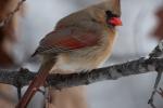 Competition entry: Mrs Cardinal